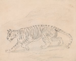 Tigre