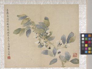 Album di 8 foglie di fiori, metà 1700