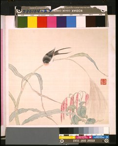 Album di fiori e uccelli