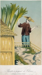 Plante a Papier de Chine (litografia a colori)
