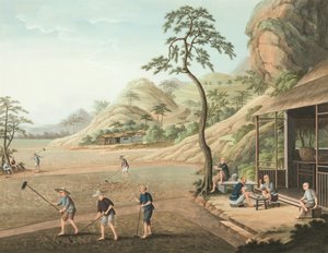 Produzione del tè, c. 1820 da School Chinese