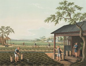 Produzione di tè, c. 1820 da School Chinese