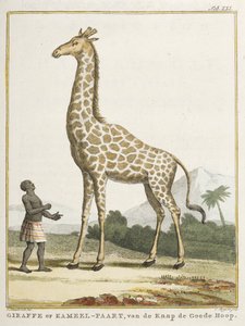 Giraffa o Kameel-paart, illustrazione da 