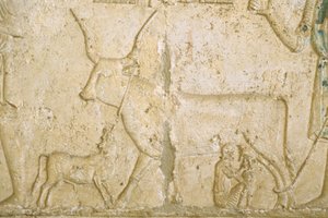 Antico Egitto, Incisione murale, Tomba di Petosiris, Tuna el Gebel, 300 a.C., Mungitura di una mucca