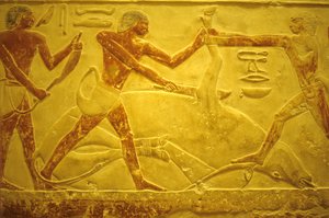 Antico Egitto, Scultura/pittura murale, Mastaba/Tomba di Idout, Saqqara, 2323-2150 a.C., Toro macellato per il sacrificio