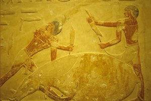 Antico Egitto, Scultura/pittura murale, Mastaba/Tomba di Idout, Saqqara, 2323-2150 a.C., Toro macellato per il sacrificio
