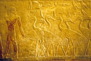 Antico Egitto, Incisione murale/pittura, Mastaba/Tomba di Ti, Saqqara, V Dinastia, Un contadino che guida gru addomesticate (foto)