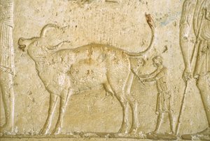 Antico Egitto, Scultura/pittura murale, Tomba di Petosiris, Tuna el Gebel, 300 a.C., Aiutare una mucca a partorire