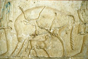 Antico Egitto, incisione/pittura murale, Tomba di Petosiris, Tuna Gabel, Tuna el Gebel, 300 a.C., Un vitello che cerca di allattare da School Egyptian