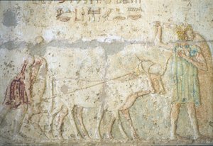 Antico Egitto, Incisione murale/pittura, Tomba di Petosiris, Tuna el Gebel, 300 a.C., Aratura e semina dei campi (foto)