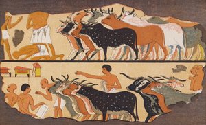 Bovini, antico Egitto da School Egyptian