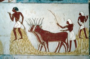 Luxor, Tebe: Tombe dei nobili: la tomba di Nakht. Scena agricola. Valle dei Nobili.