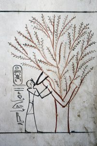 Luxor, Tebe: Valle dei Re. Tomba di Thutmosis III (-1504 - -1450), faraone d