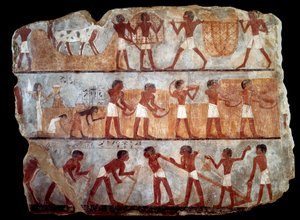 Semina e raccolta dalla tomba dello scriba Unsou (affresco)