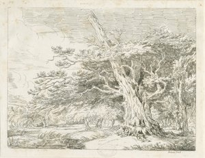 Needwood - Quercia da School English