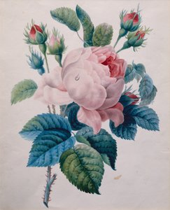 Una rosa da School French
