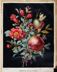 Melograno e il suo fiore - tavola botanica