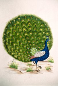 Miniatura su Seta di un Pavone