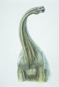Brontosauro, periodo Giurassico da School Italian