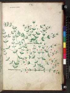 Tractatus de herbis (Erbario) c.1280-1310
