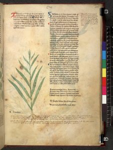 Tractatus de herbis (Erbario) c.1280-1310