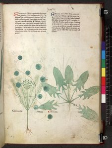 Tractatus de herbis (Erbario) c.1280-1310