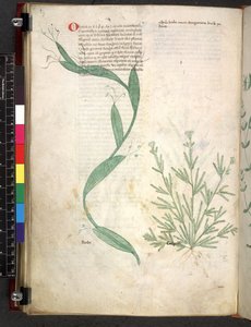 Tractatus de herbis (Erbario) c.1280-1310 da School Italian