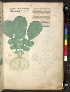 Egerton 747 Tractatus de herbis (Erbario) c.1280-1310 da School Italian