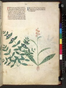 Egerton 747 Tractatus de herbis (Erbario) c.1280-1310 da School Italian