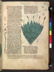 Egerton 747 Tractatus de herbis (Erbario) c.1280-1310 da School Italian