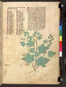 Egerton 747 Tractatus de herbis (Erbario) c.1280-1310 da School Italian