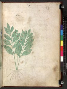 Egerton 747 Tractatus de herbis (Erbario) c.1280-1310 da School Italian