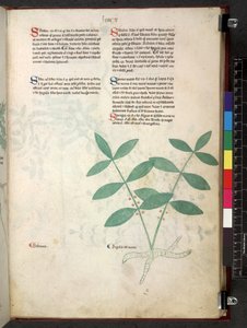 Egerton 747 Tractatus de herbis (Erbario) c.1280-1310 da School Italian