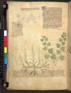 Egerton 747 Tractatus de herbis (Erbario) c.1280-1310