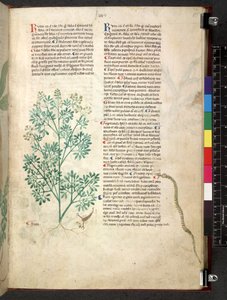Egerton 747 Tractatus de herbis (Erbario) c.1280-1310
