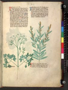 Egerton 747 Tractatus de herbis (Erbario) c.1280-1310 da School Italian