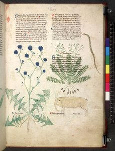 Tractatus de herbis (Erbario) c.1280-1310
