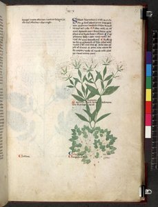 Tractatus de herbis (Erbario) c.1280-1310 da School Italian