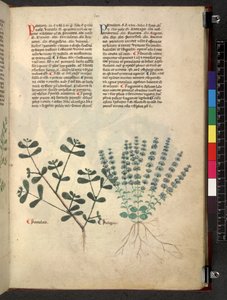 Egerton 747 Tractatus de herbis da School Italian