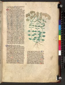 Egerton 747 Tractatus de herbis da School Italian
