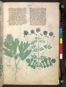 Tractatus de herbis (Erbario) da School Italian