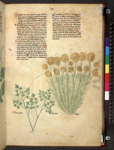 Tractatus de herbis (Erbario) da School Italian