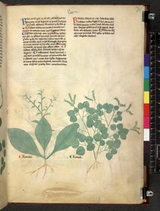 Tractatus de herbis (Erbario) da School Italian
