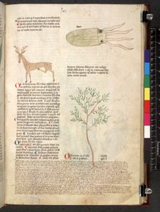 Tractatus de herbis (Erbario) da School Italian