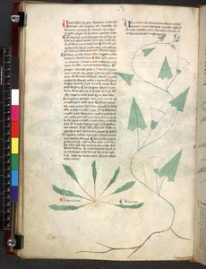 Tractatus de herbis (Erbario)