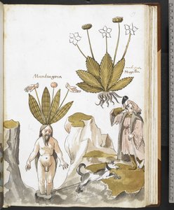 Harley MS 3736 f.59r Una mandragora estratta da un cane, da 