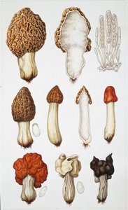 Funghi