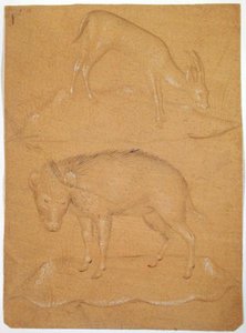 Studio di una capra e un cinghiale
