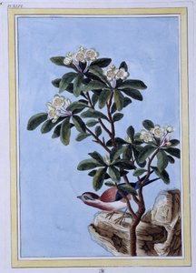 Uccello - stampa giapponese da Japanese School