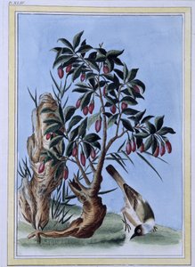 Uccello - stampa giapponese da Japanese School